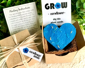 Cornflower Seeds Planting Kit with Pot - Bachelor Button Flower Seed Gift - Your choice seeds - Unique Wedding Favors