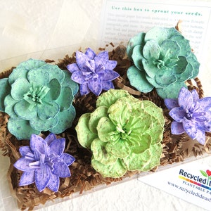 Bomboniere per piante grasse in carta di semi - Set di scatole regalo cactus - Fiori pressati