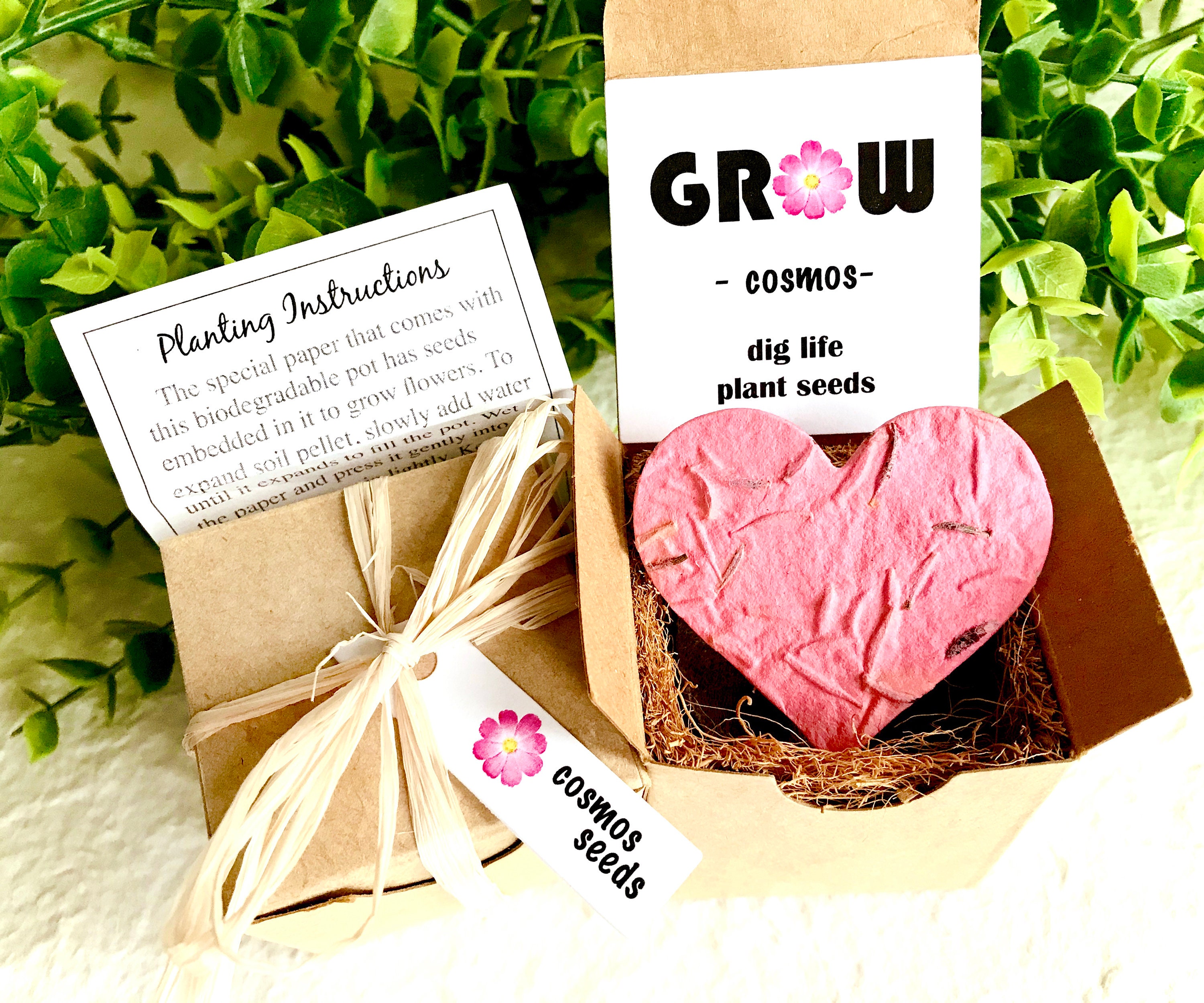 Cosmos Flower Seed Paper Starter Kit With Pot Garden Self - Etsy
