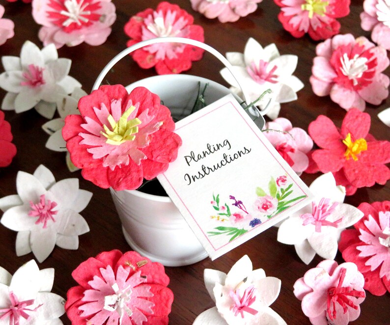 Rosa Samen Papier Blumen Muttertag GartenGeschenkBoxSet