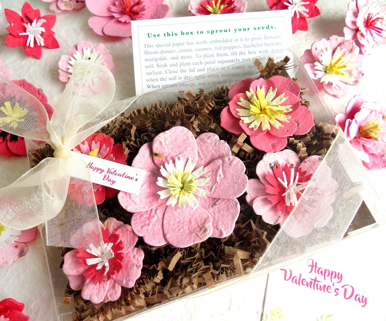 Rosa Samen Papier Blumen Muttertag GartenGeschenkBoxSet