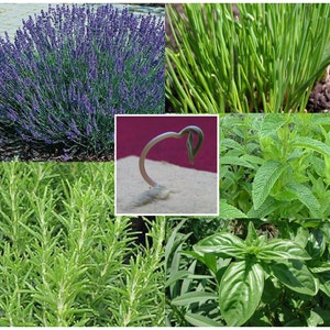 Usa semi di ERBE o SPECIALI per qualsiasi ordine - Scegli il tipo di seme dal menu - Basilico Aneto Lavanda Prezzemolo Cavolo riccio Trifoglio Coriandolo o altro