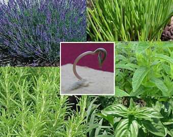 Use HERB or SPECIAL seeds for any order - Choose seed type from menu - Basil Dill Lavender Parsley Kale Clover Cilantro or other