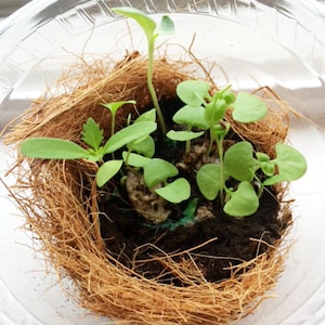 Peut inclure: Gros plan sur un r&eacute;cipient en plastique transparent avec une doublure en fibre de coco brune. &Agrave; l'int&eacute;rieur du r&eacute;cipient, plusieurs petites plantes vertes poussent dans le sol.