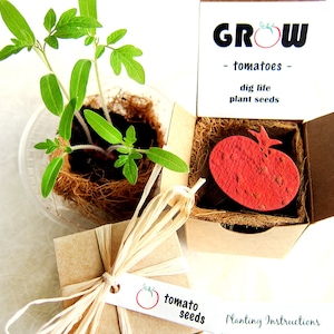 Tomato Seeds Paper Gardening Gift Box Kit with Pot - Mother's Day Gardening Gift - Housewarming Gift - Basil too