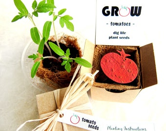 Tomato Seed Paper Gift Box Kit with Pot