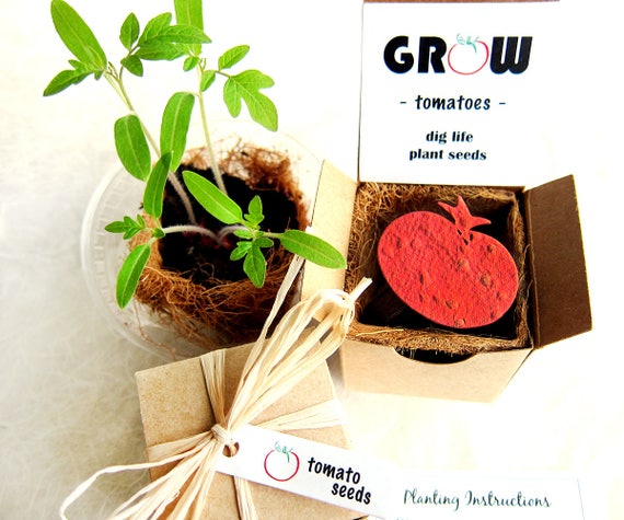hibiscus seeds from plant Roselle Seeds – Florida Cranberry Hibiscus for Tea – Jerra's Garden main image 1