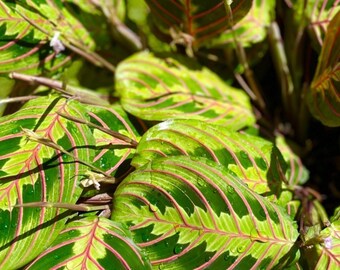 Red Maranta Cuttings • FREE Shipping!