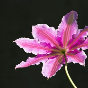 Print of Pink Flower / Photo of Flower / Flower Art / Tropical Flower Print