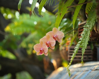 Impression d'art - photographie d'orchidée / fleur tropicale / photographie de fleur