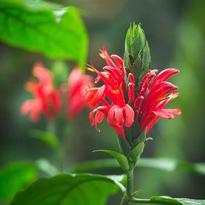 Tropical Flower Photo / Flower Photograph / Flower Print