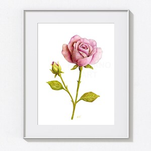 May include: A framed watercolor illustration of a single pink rose in full bloom alongside a smaller rosebud on a green stem with leaves. The artwork is centered within a thin white frame against a plain white background, showcasing botanical detail.