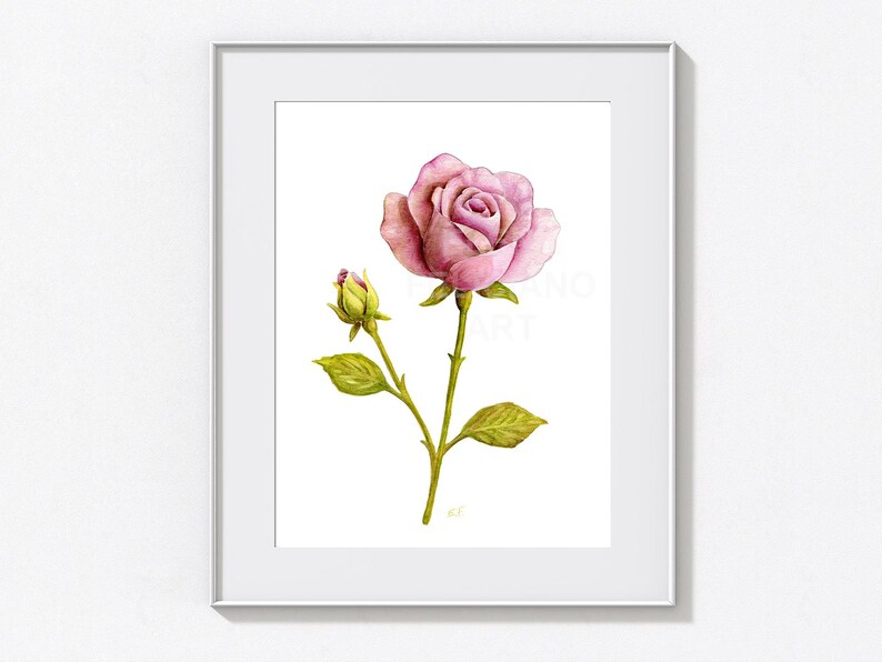 May include: A framed watercolor illustration of a single pink rose in full bloom alongside a smaller rosebud on a green stem with leaves. The artwork is centered within a thin white frame against a plain white background, showcasing botanical detail.