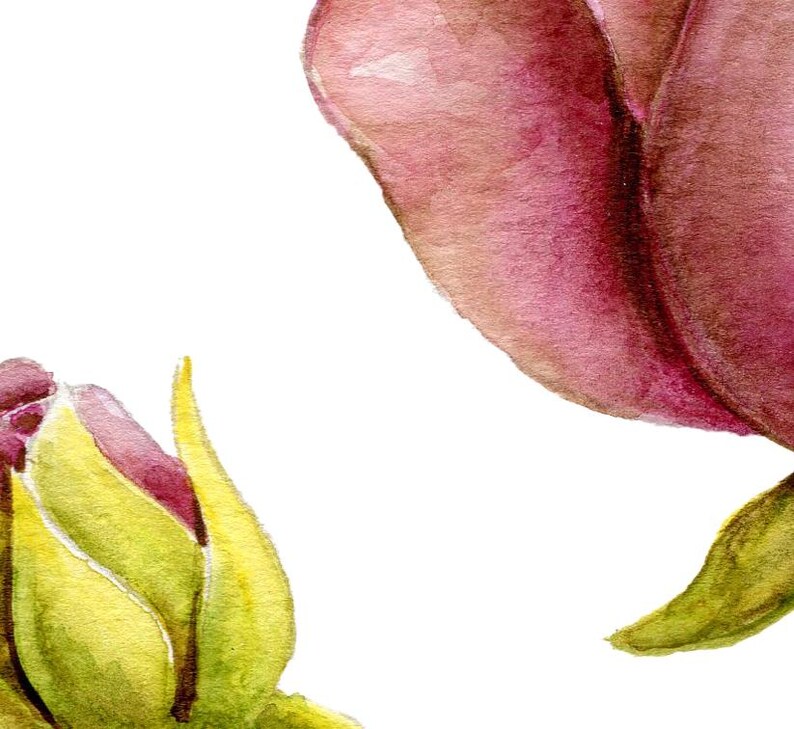 May include: A watercolor illustration of a deep magenta rosebud and a partially opened rose bloom. The bud is encased in bright lime green sepals, while the larger bloom displays rich, saturated pink and purple tones with visible texture.