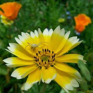 May include: A yellow and white flower with a white spider on it. The flower has a yellow center with black seeds.