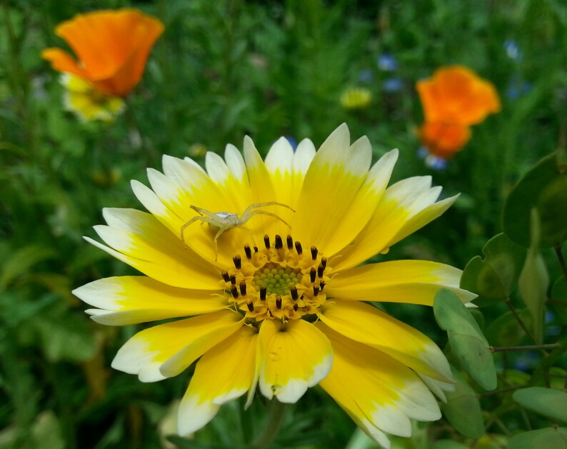 May include: A yellow and white flower with a white spider on it. The flower has a yellow center with black seeds.