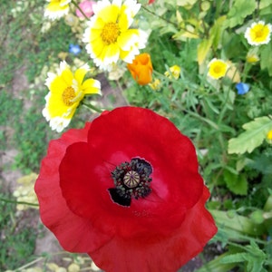 May include: A vibrant red poppy flower with a black center, surrounded by yellow and white wildflowers.
