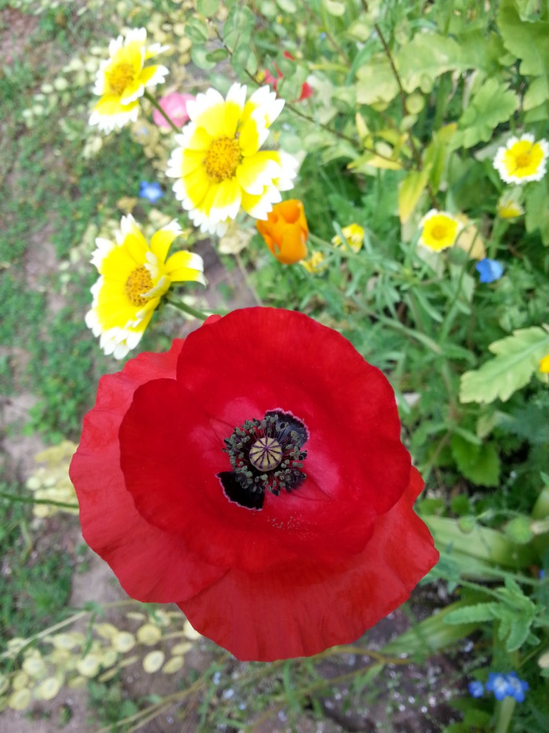 May include: A vibrant red poppy flower with a black center, surrounded by yellow and white wildflowers.