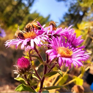 May include: Close-up of pink aster flowers with multiple honey bees collecting pollen. The flowers have yellow centers and are in focus, while the background is blurred.