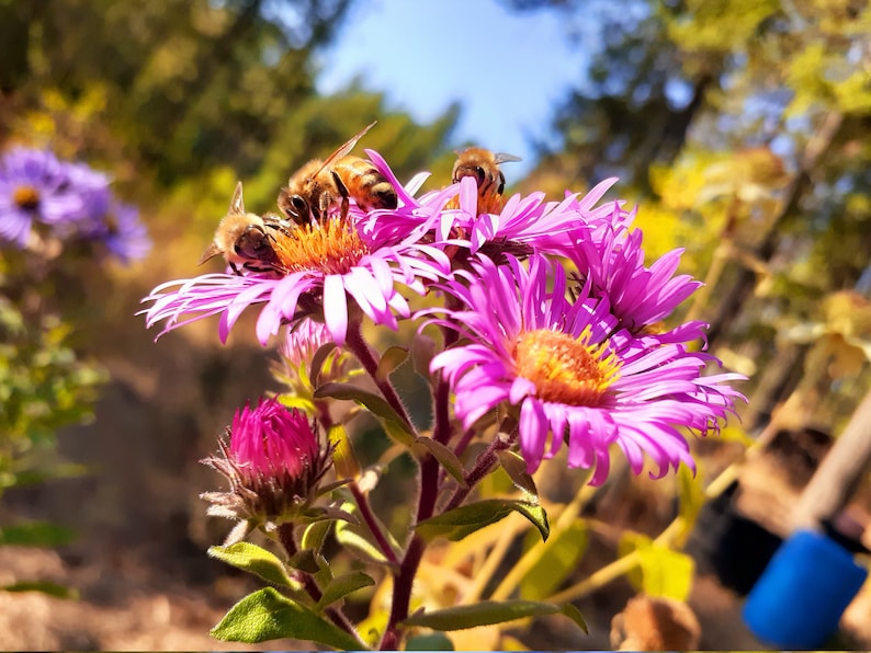 May include: Close-up of pink aster flowers with multiple honey bees collecting pollen. The flowers have yellow centers and are in focus, while the background is blurred.