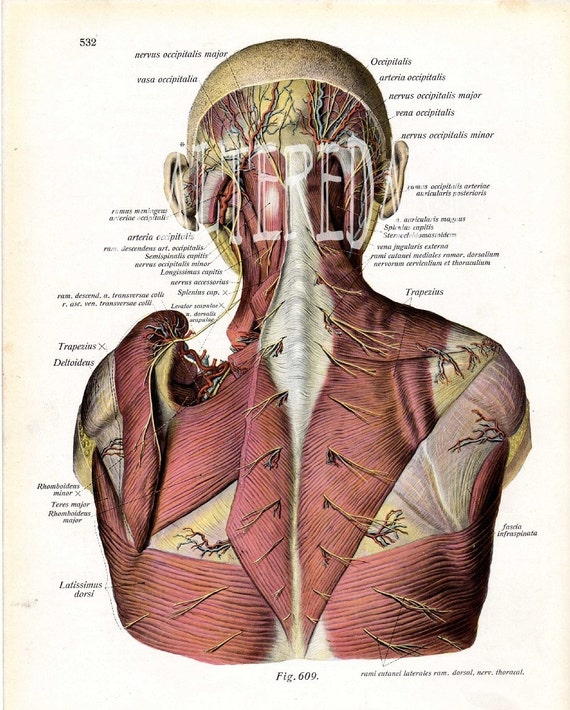 1934 Human Anatomy Vintage Book Illustration Back Head Anatomy Etsy