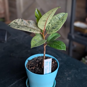 Ficus Shivereana &#39;Moonshine&#39;: Rare Variegated Live Plant - 4&quot; Pot