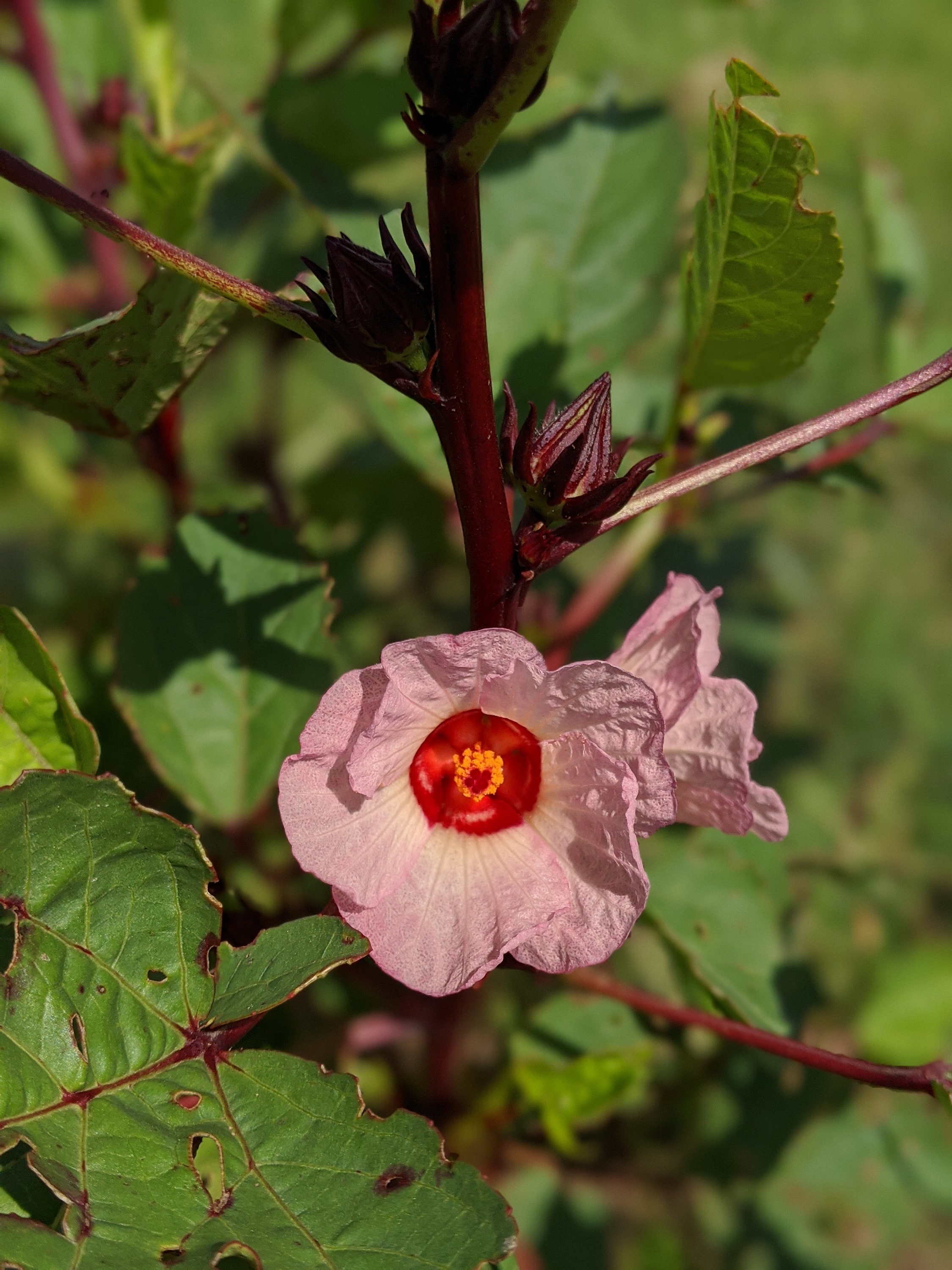 Hibiscus sabdariffa 'Roselle' calyxes almost ready for harvest. This is  what hibiscus tea is made from : r/gardening, image size:2250x3000