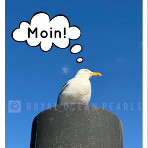 Postal MOIN Gaviota Frisia Oriental Mar del Norte Marítimo recuerdo decoración decoración hogar