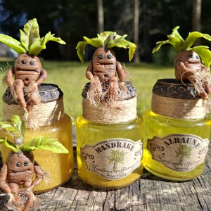 Könnte beinhalten: Vier kleine Glasgefäße mit gelber Flüssigkeit und braunen Tonfiguren von Mandragoras mit grünen Blättern oben. Die Gläser haben Etiketten mit der Aufschrift "Mandrake" und "Alraune" mit Text in Deutsch und Englisch.