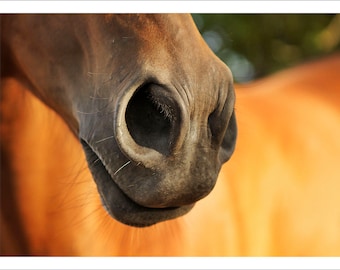 Fine Art Photography, Horses, Horse Photos, Horse Photography, Animal Photography, Nature Photography, Farm Life Photography