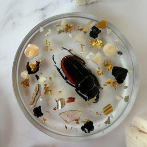 May include: A clear resin coaster with a black and red beetle encased within. The coaster is decorated with gold leaf flakes, small shell pieces, and other decorative elements. The coaster is round and sits on a white surface.