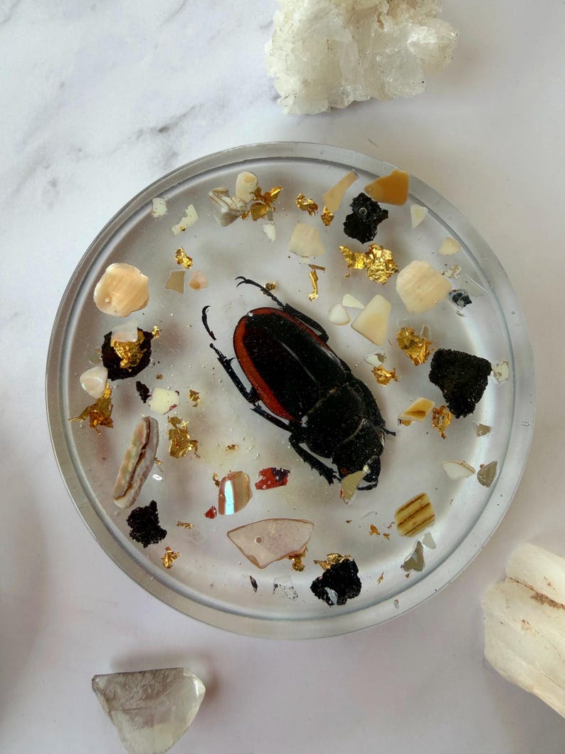 May include: A clear resin coaster with a black and red beetle encased within. The coaster is decorated with gold leaf flakes, small shell pieces, and other decorative elements. The coaster is round and sits on a white surface.