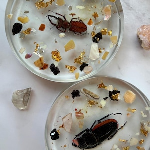 May include: Two clear resin coasters with embedded insects, gold leaf, and various stones. One coaster features a brown beetle, the other a black beetle with red accents. The coasters are surrounded by additional stones.