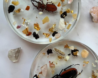 Real Beetle Resin Coasters with Gold Leaf, Natural Shells, Volcanic Rock– Entomology Art Decor | Hand-Poured | Gothic Home Decor | Weird Art