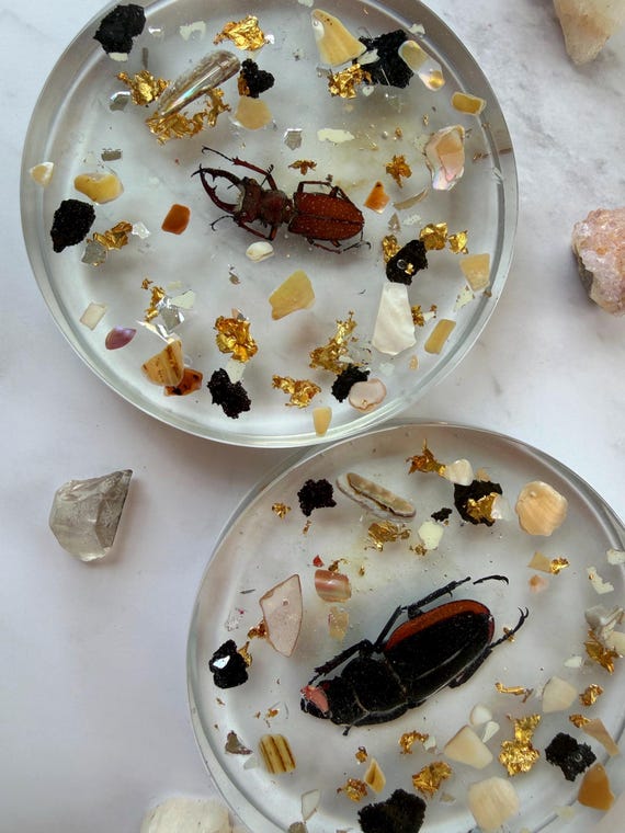 Real Beetle Resin Coasters with Gold Leaf, Natural Shells, Volcanic Rock– Entomology Art Decor | Hand-Poured | Gothic Home Decor | Weird Art