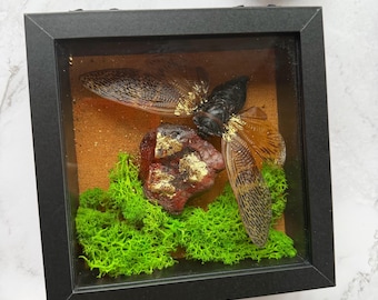 Real Cicada Shadow Box with Gold Leaf | Insect Specimen Art | Oddities Decor | Nature Taxidermy Display | 5x5 Wall or Shelf Art | Weird Gift