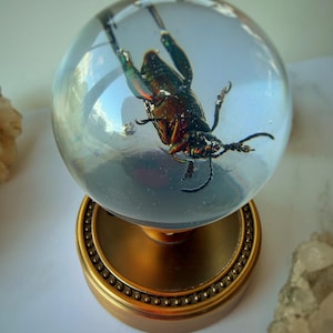May include: A clear glass orb with a metallic beetle encased inside, mounted on a brass-colored base. The beetle has iridescent green and brown tones. The base has a decorative, circular design.