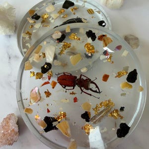May include: Two clear resin coasters with embedded decorative elements. Each coaster features a stag beetle, gold leaf, and pieces of shell and stone. The coasters are round and have a glossy finish, perfect for home decor.