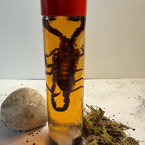 May include: A preserved scorpion in a clear glass bottle with a red cap. The scorpion is suspended in a yellow liquid. A small rock and moss are next to the bottle.