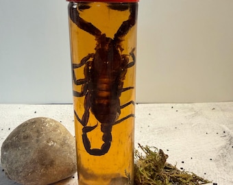 Stingwalker’s Lantern Real Scorpion Specimen 1950s Potion Vintage Apothecary Bottle Volcanic Sand & Quartz Oddity Decor Curiosity Jar