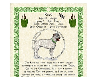 White Hound Reed Celtic Zodiac Sign Print Oct 28- Nov 24 Birthday Gift Lunar Astrology Art Druid Tree Lore Pagan Altar Decor