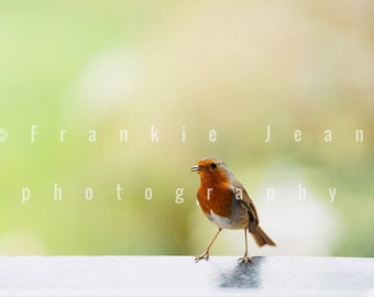 Robin photograph digital download