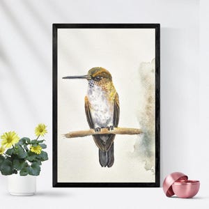 Dipinto ad acquerello originale Hoary Puffleg 8 x 11 pollici / Arte del colibrì andino / Decorazione della fauna selvatica della foresta nebulare / Regalo unico per la conservazione