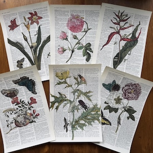 Könnte beinhalten: Eine Sammlung botanischer Drucke mit farbenfrohen Blumen, Schmetterlingen und Insekten. Die Illustrationen sind auf alten Wörterbuchseiten gedruckt, was eine Vintage-Ästhetik erzeugt. Die Drucke sind auf einer Holzoberfläche angeordnet.