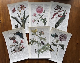 6 Vintage Dictionary Page Prints Botanical & Insect Illustrations by Maria Sibylla Merian Antique Book Page Art – Nature Ephemera Wall Decor