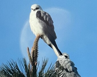 A Pair of White Tailed Kites (Elanus leucurus) + Moon, Berkeley, California. Unique Fine Art Matted Photographic Print by Philip Rowntree.