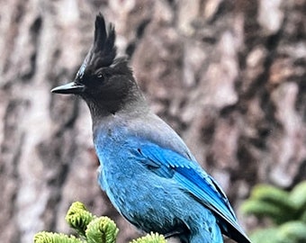 Steller's Jay(Cyanocitta stelleri) Bunny Flat, Mount. Shasta, California. Unique Fine Art Matted Photographic Print by Philip Rowntree.