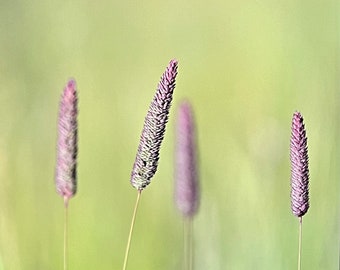 Rushes, Berkeley Meadow, Berkeley, California. Unique Fine Art Photographic Matted Print by Philip Rowntree.