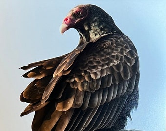 Turkey Vulture (Cathartes Aura), Berkeley, California. Unique Fine Art Matted Photographic Print by Philip Rowntree.