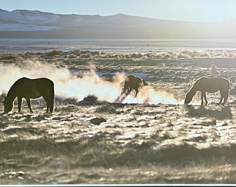 Wild Horses At A Hot Spring, Mono Lake, California. Unique Fine Art Photographic Matted Print by Phil Rowntree.